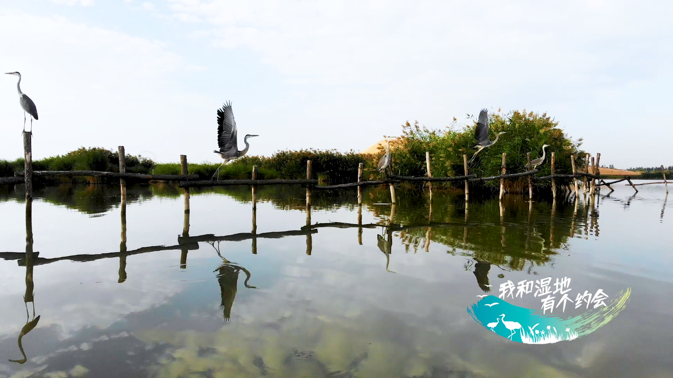 【宁夏新闻网】【生态文明@湿地】宁夏银川阅海湿地公园造就“塞