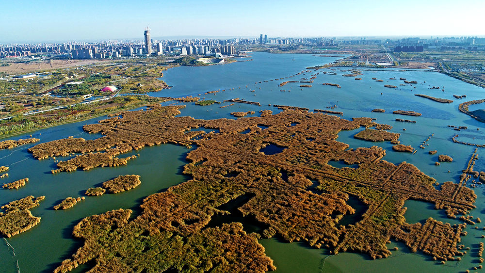 【宁夏新闻网】【生态文明@湿地】宁夏银川阅海湿地公园造就“塞
