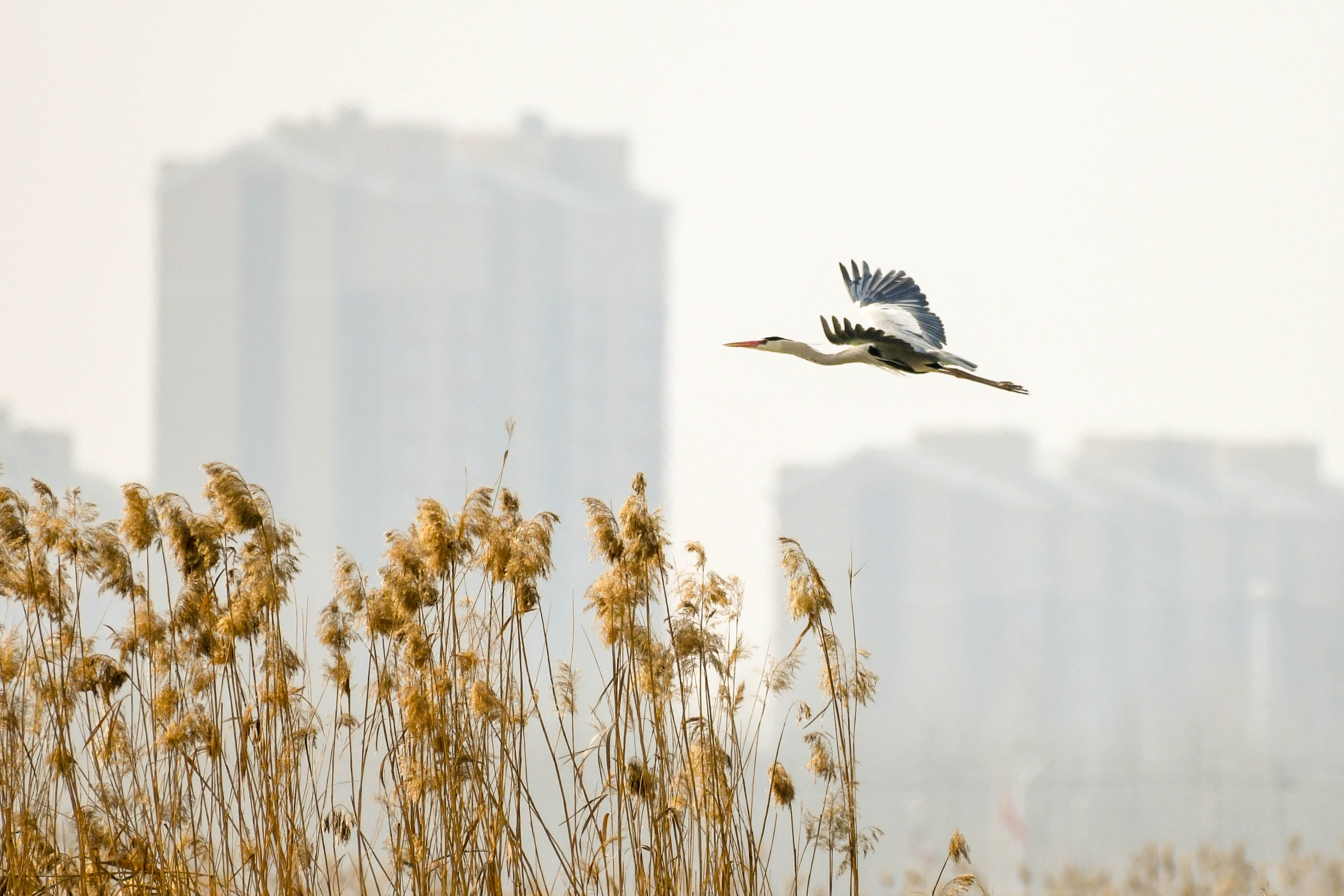 【宁夏新闻网】【生态文明@湿地】宁夏银川阅海湿地公园造就“塞
