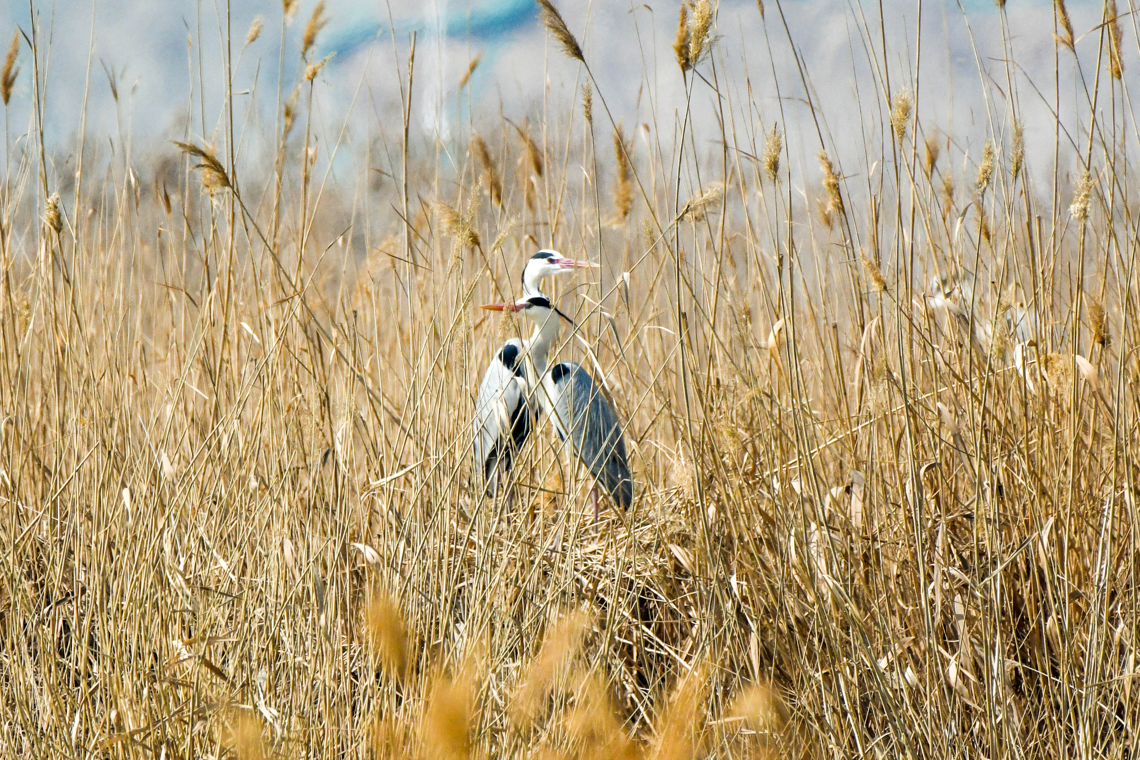 【宁夏新闻网】【生态文明@湿地】宁夏银川阅海湿地公园造就“塞