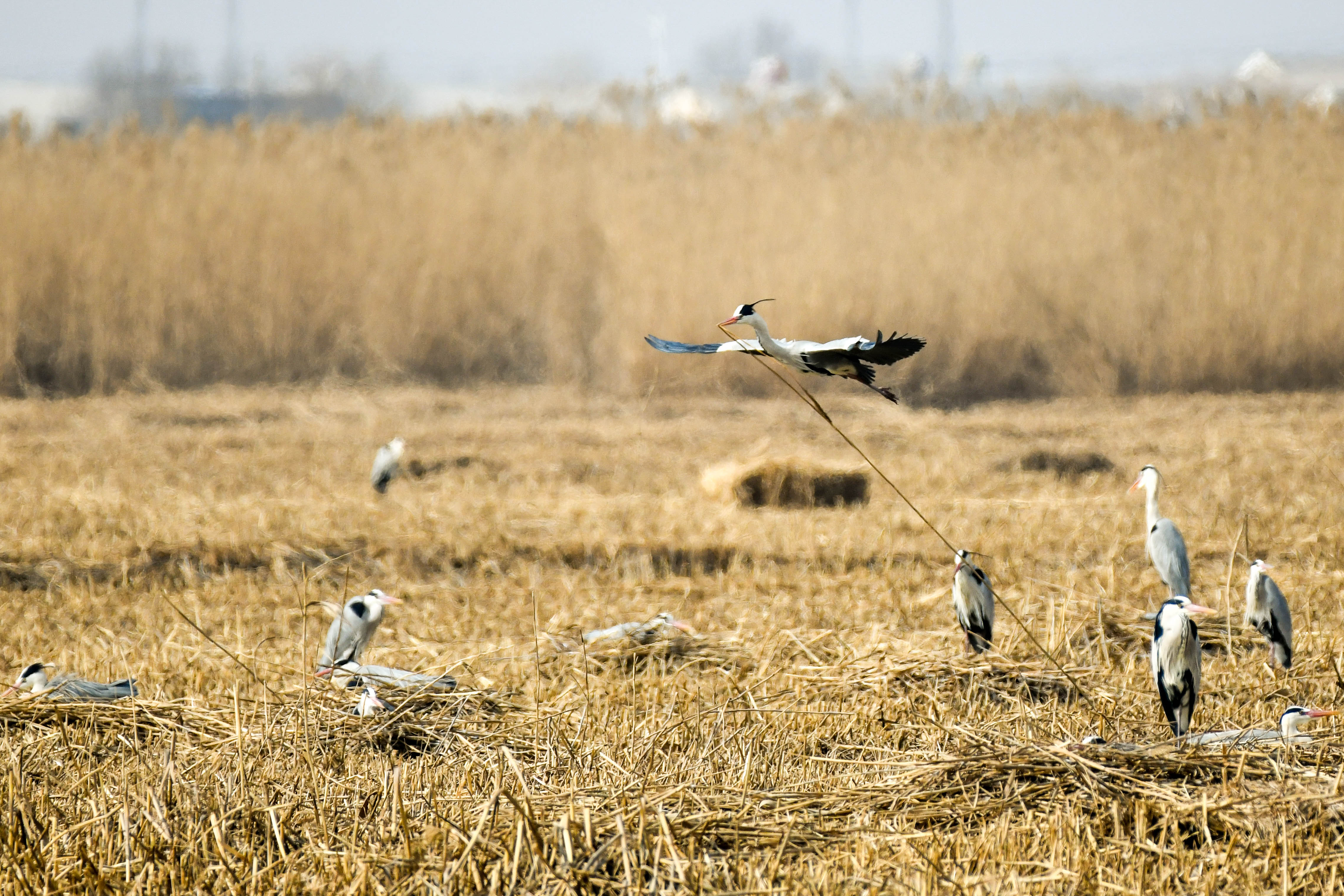 【宁夏新闻网】【生态文明@湿地】宁夏银川阅海湿地公园造就“塞