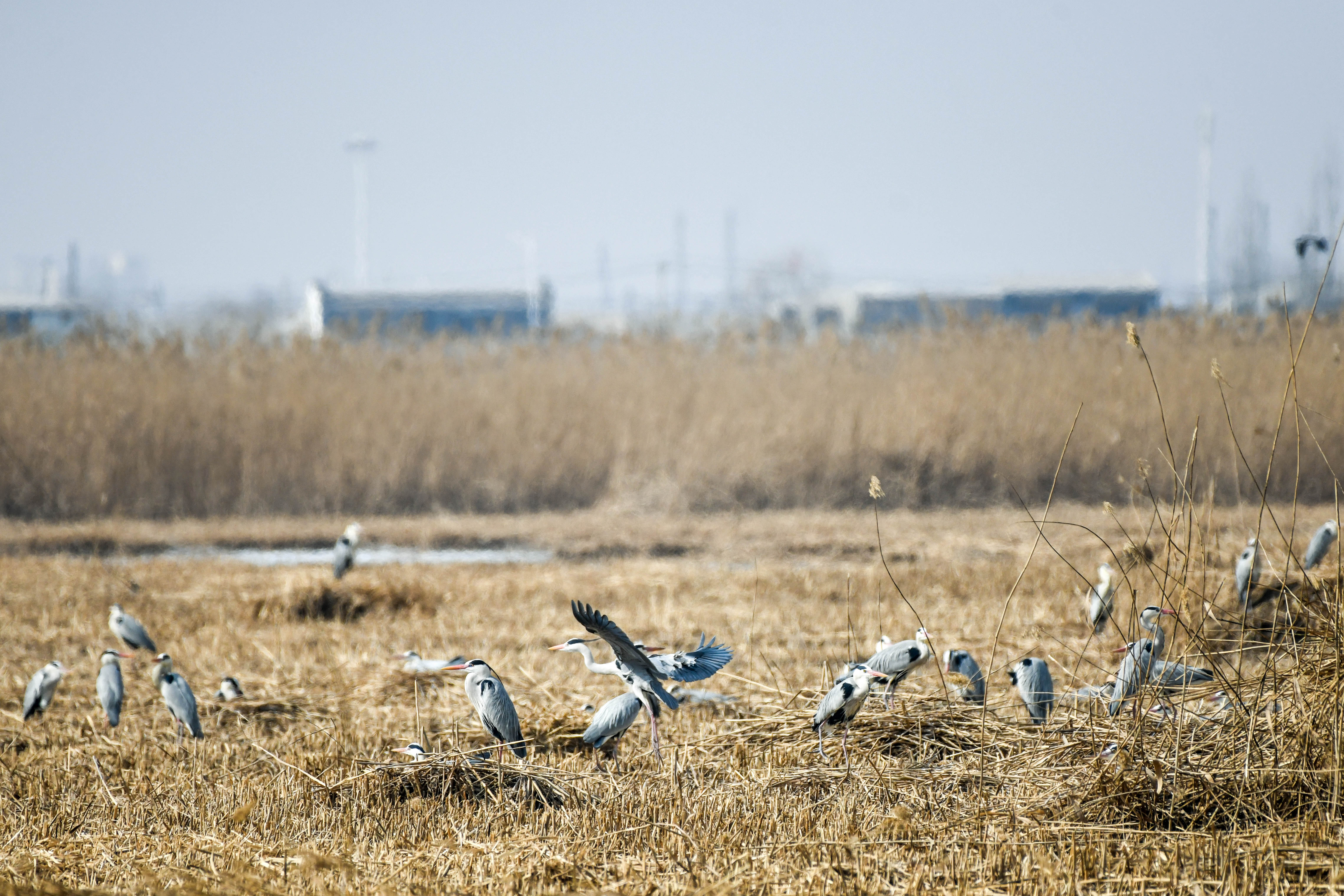 【宁夏新闻网】【生态文明@湿地】宁夏银川阅海湿地公园造就“塞