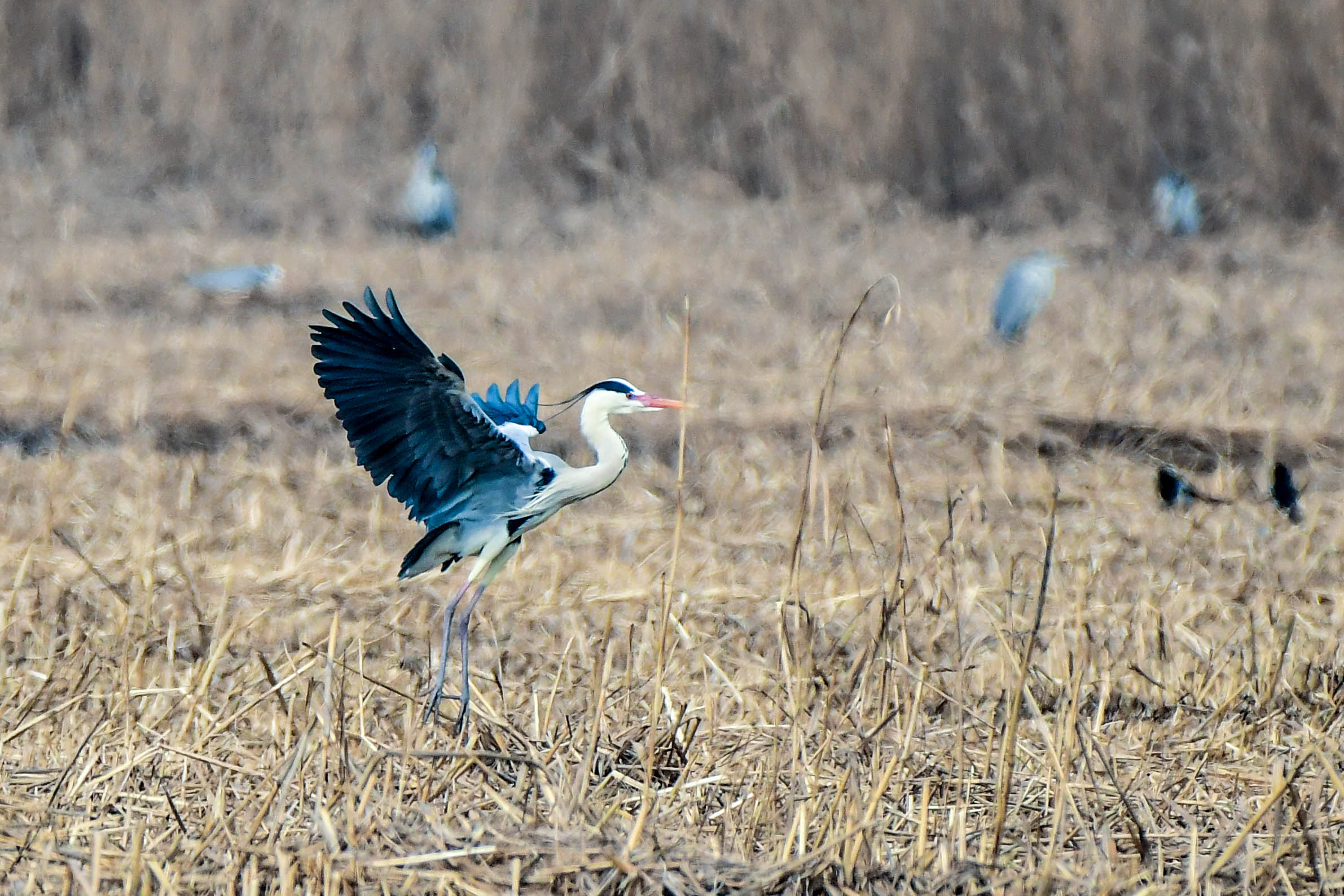 【宁夏新闻网】【生态文明@湿地】宁夏银川阅海湿地公园造就“塞