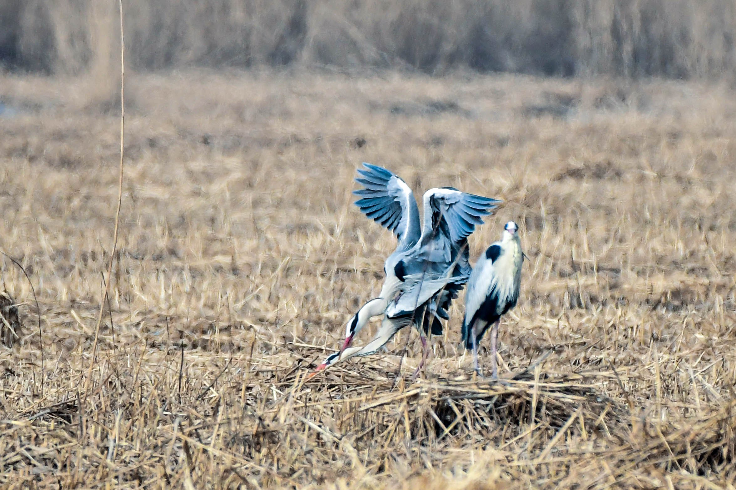 【宁夏新闻网】【生态文明@湿地】宁夏银川阅海湿地公园造就“塞
