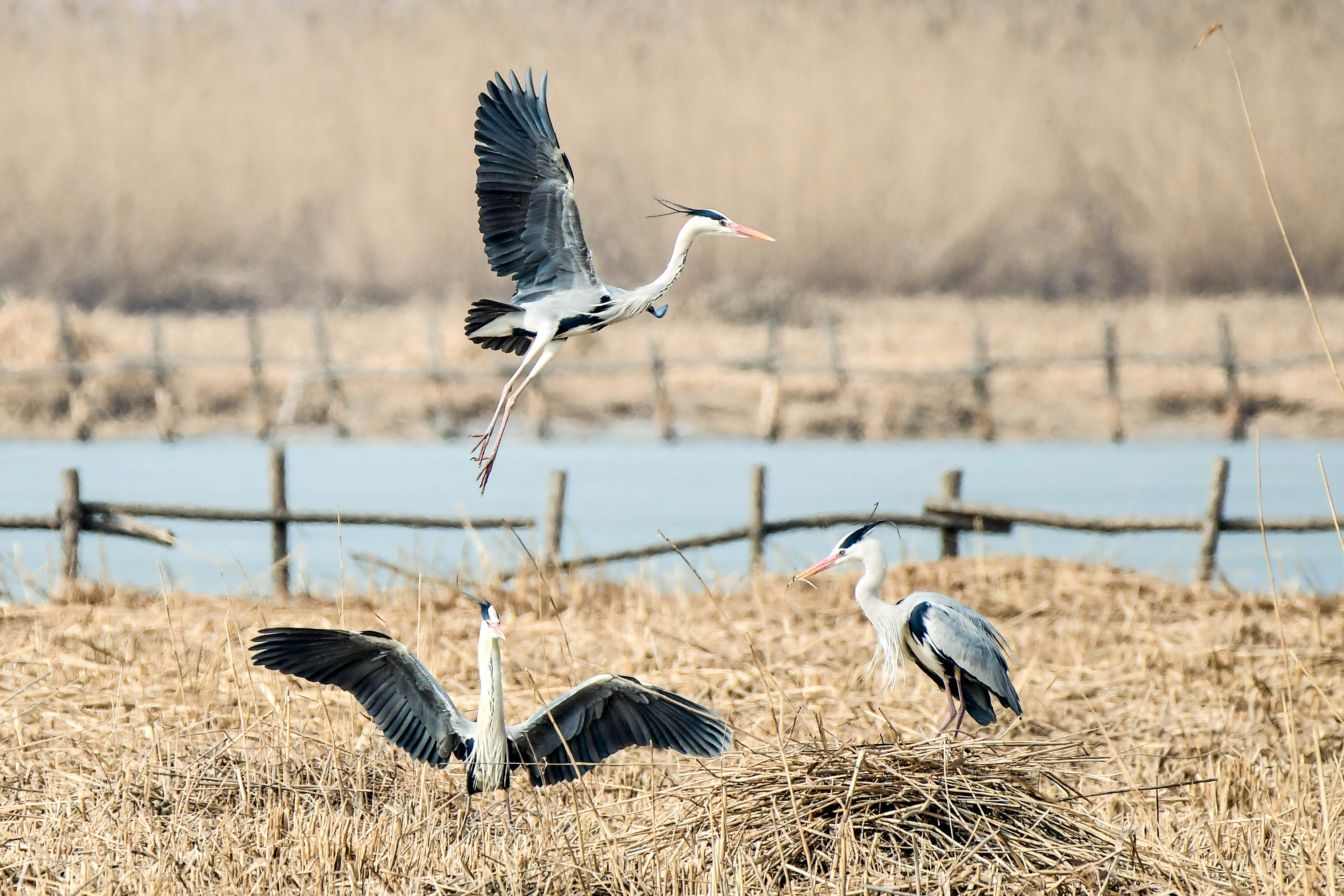 【宁夏新闻网】【生态文明@湿地】宁夏银川阅海湿地公园造就“塞