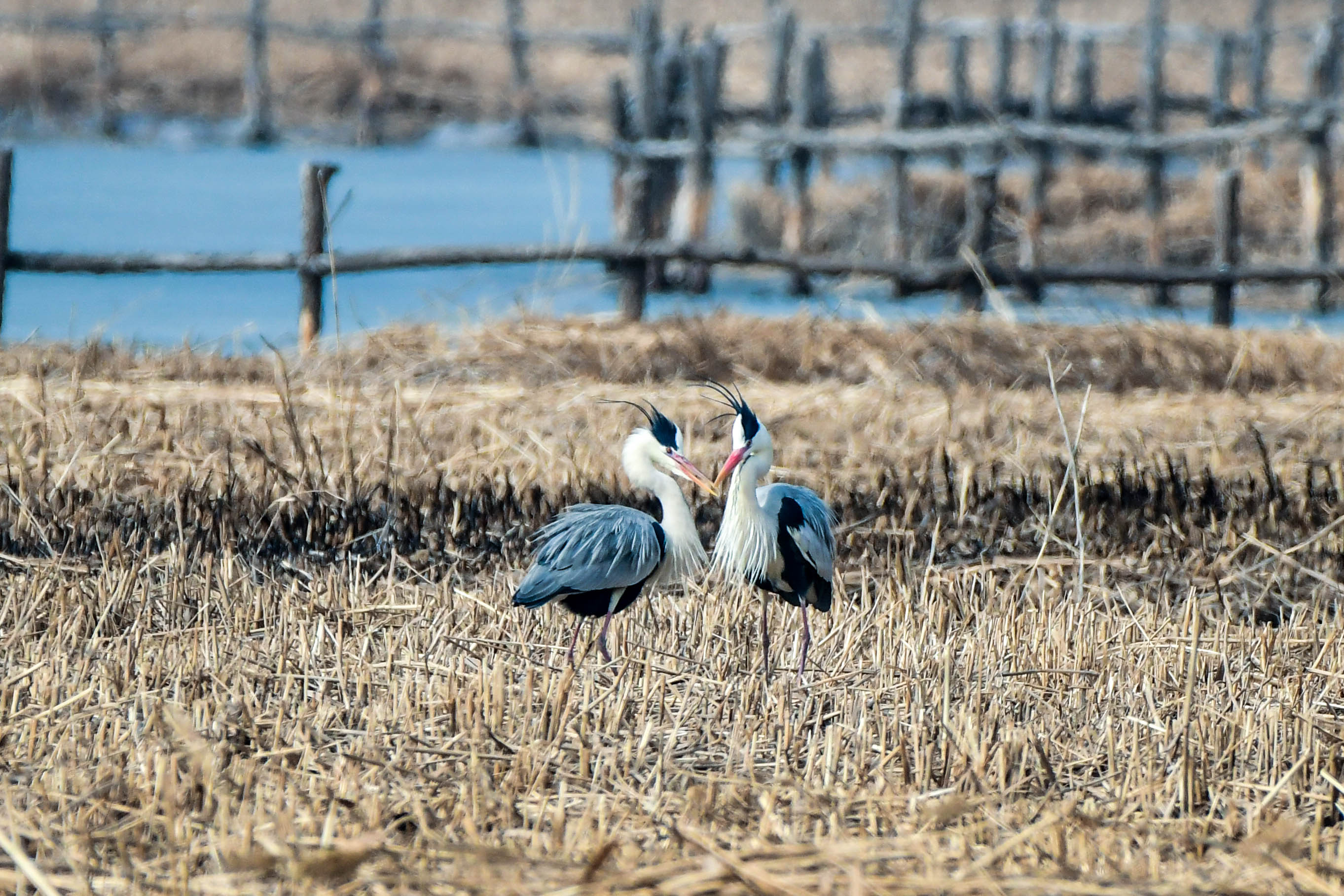 【宁夏新闻网】【生态文明@湿地】宁夏银川阅海湿地公园造就“塞