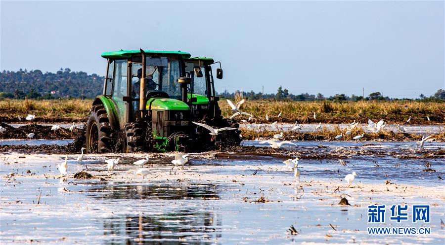「新华网」中国农业技术帮助莫桑比克改善粮食问题