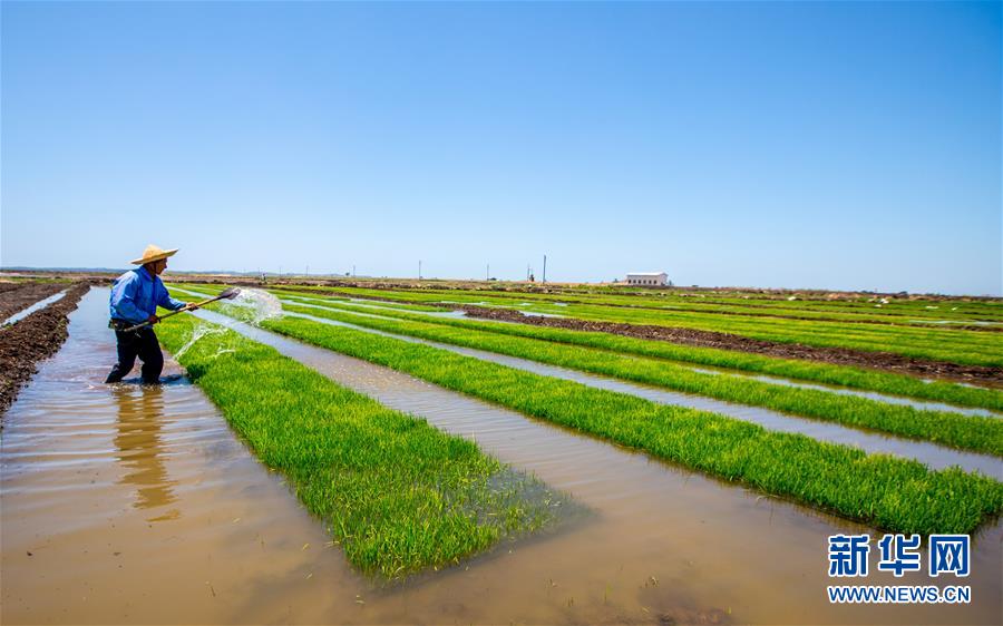 「新华网」中国农业技术帮助莫桑比克改善粮食问题