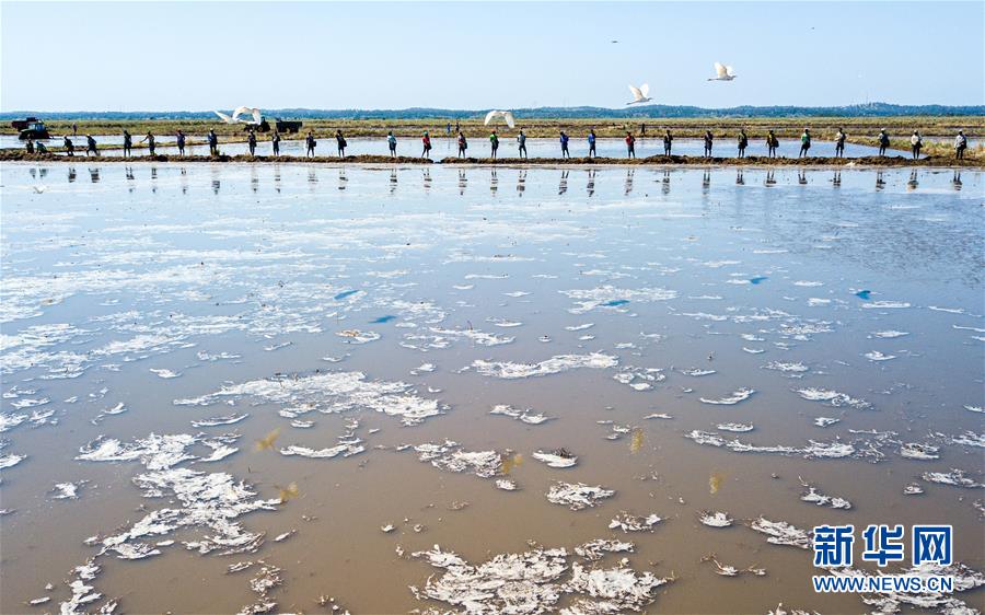 「新华网」中国农业技术帮助莫桑比克改善粮食问题