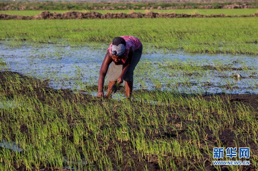 「新华网」中国农业技术帮助莫桑比克改善粮食问题
