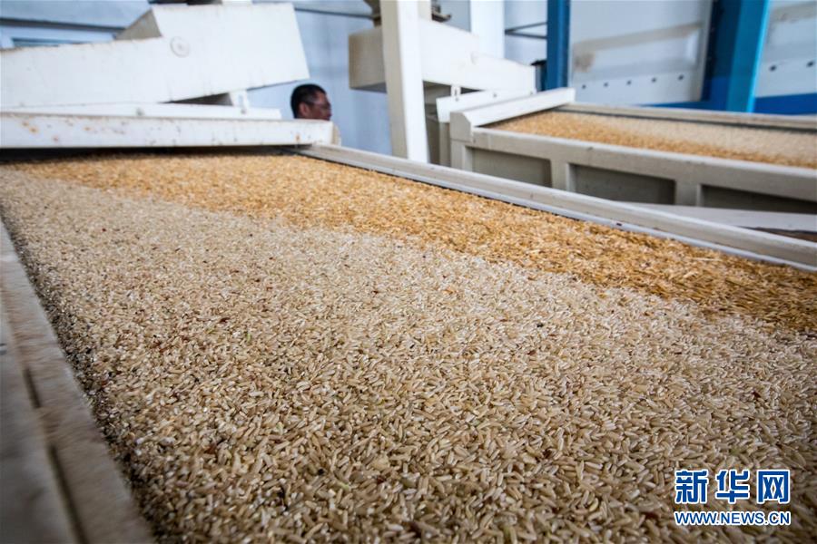 「新华网」中国农业技术帮助莫桑比克改善粮食问题