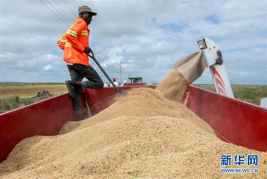 「新华网」中国农业技术帮助莫桑比克改善粮食问题