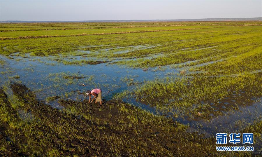 「新华网」中国农业技术帮助莫桑比克改善粮食问题