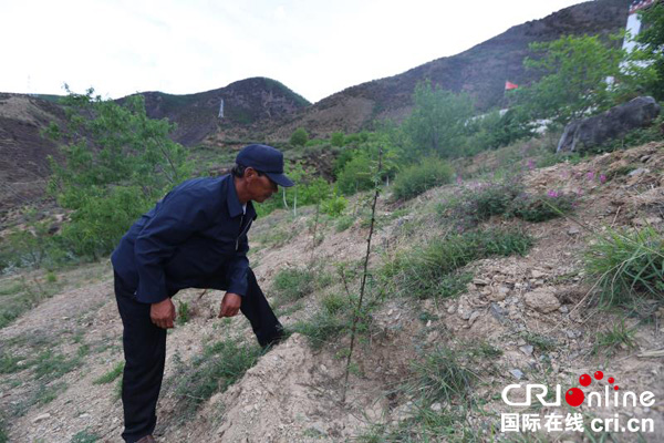 图片默认标题_fororder_阿鲁占争在查看花椒树长势