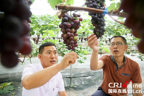 图片默认标题_fororder_农林畜牧局专家（图右）深入葡萄园指导种植