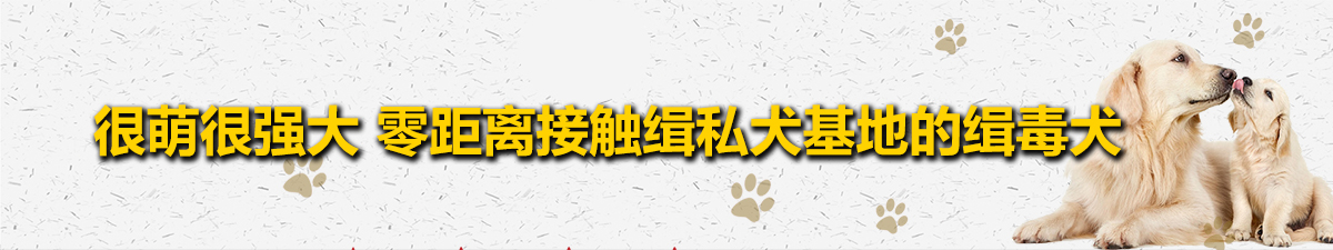 【直播天下】缉私犬基地的“小侦探”_fororder_5a162edc786f1