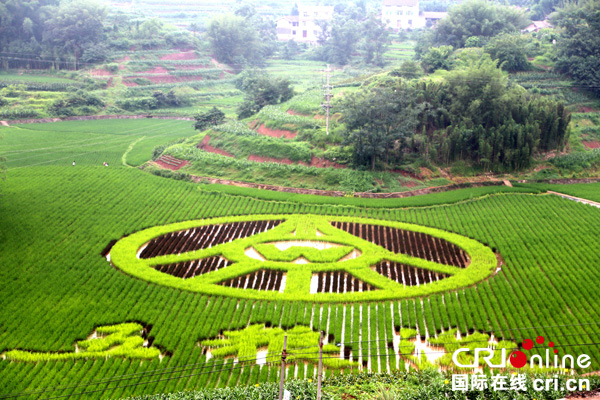图片默认标题_fororder_五粮液专用粮基地