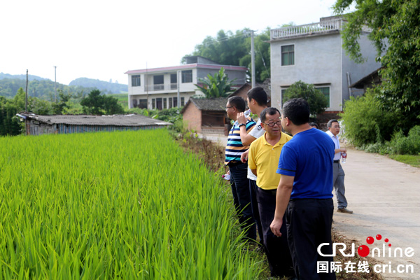 图片默认标题_fororder_省农科院专家深入专用粮基地现场查看
