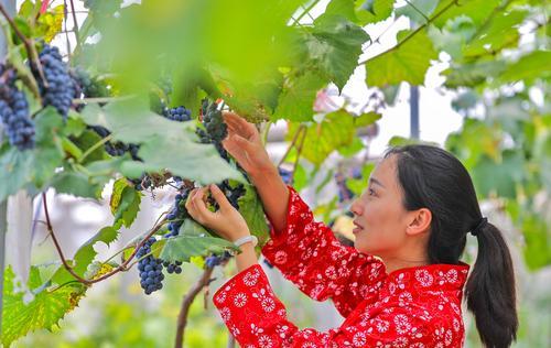 （导航成都，移动端）龙泉驿宝胜乡村绿道：串起一条客家文化绿色风景线