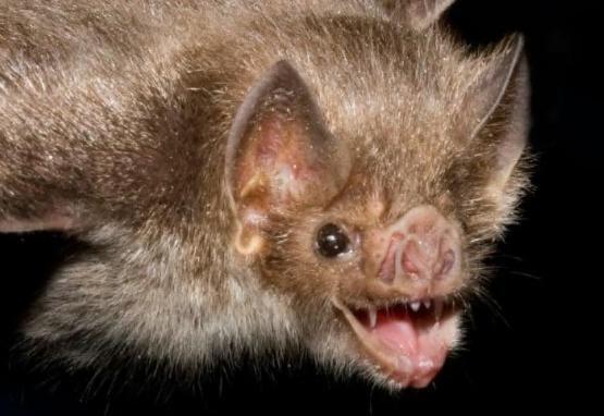 研究发现吸血蝙蝠开始吸食人血：或散播致命病毒