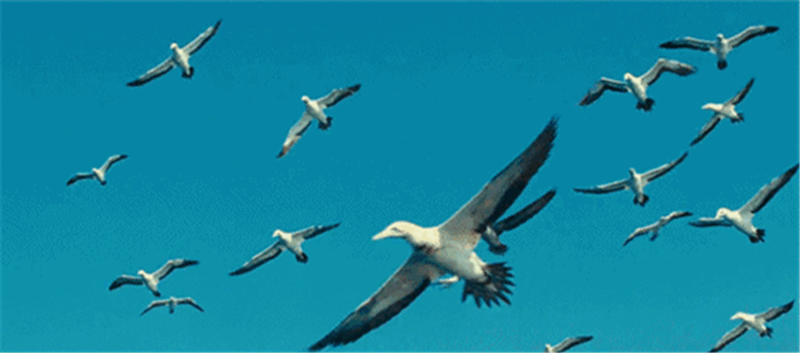 「兰州日报」【生态文明@湿地】候鸟与兰州相恋 展开黄河兰州段生