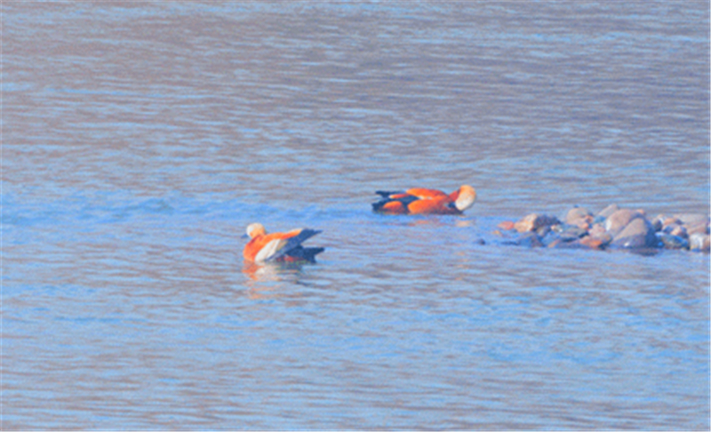 「兰州日报」【生态文明@湿地】候鸟与兰州相恋 展开黄河兰州段生