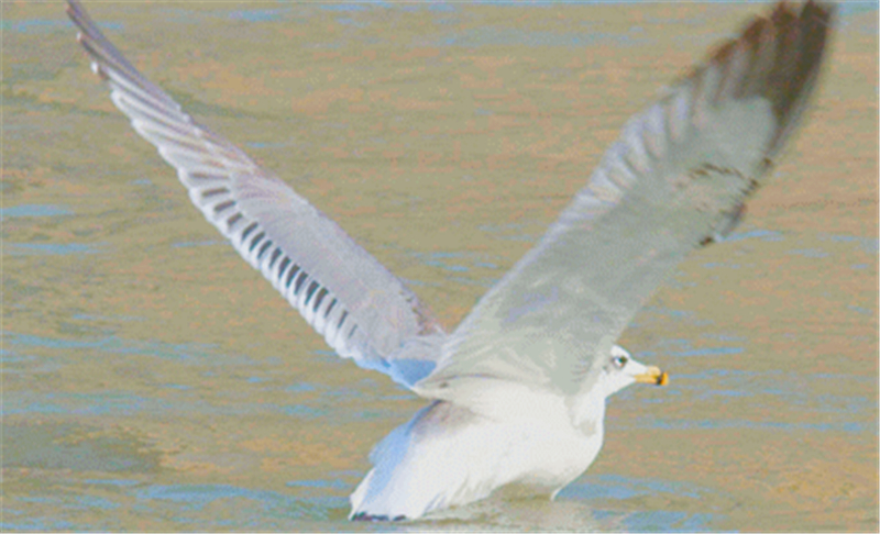 「兰州日报」【生态文明@湿地】候鸟与兰州相恋 展开黄河兰州段生