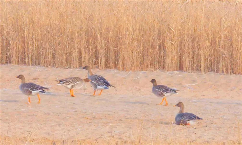 「兰州日报」【生态文明@湿地】候鸟与兰州相恋 展开黄河兰州段生