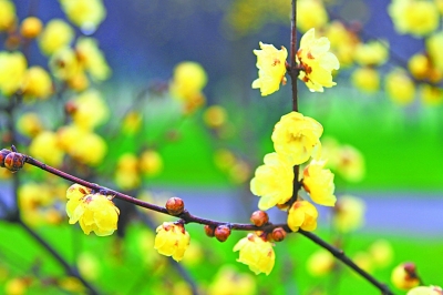 2020东湖蜡梅展开幕 开启武汉一年一度赏花季