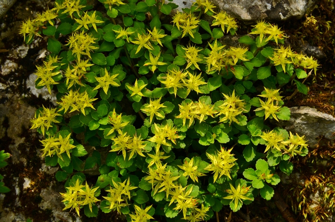 图片默认标题 图片默认标题_fororder_DSC_0646ヒメキリンソウ.JPG