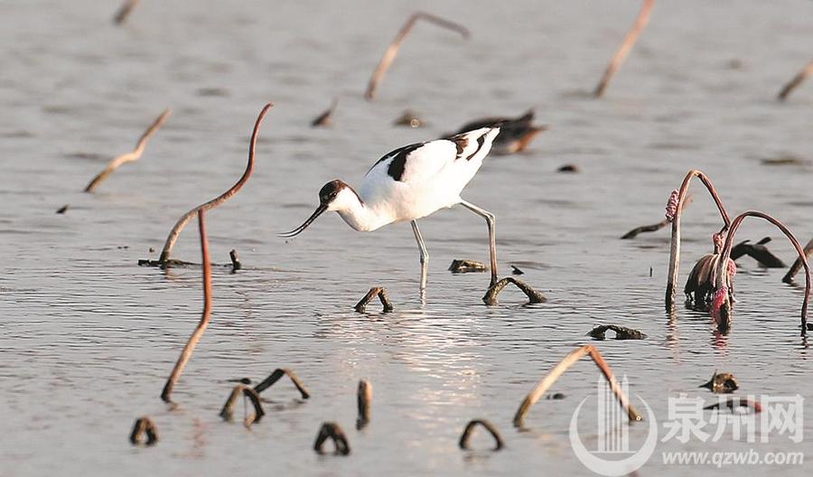 泉州湾河口湿地迎来观鸟季 蓝蓝泉州湾成候鸟“天堂”