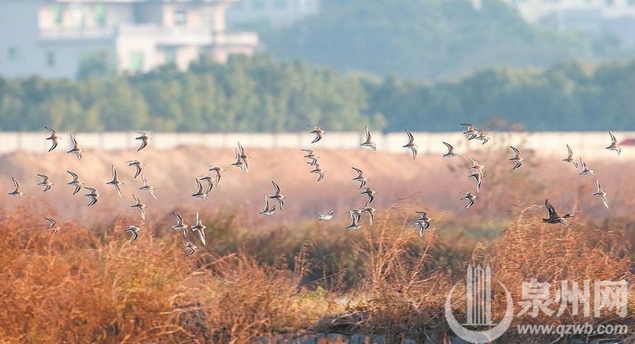 泉州湾河口湿地迎来观鸟季 蓝蓝泉州湾成候鸟“天堂”