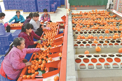 南宁市马山沃柑产业扶贫基地推动生产