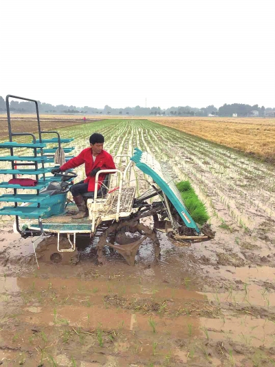【河南好项目-图片】沿黄稻米带百亿产业盼崛起