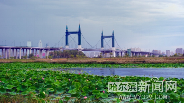 哈尔滨日报：【生态文明@湿地】“湿”意松江 绿韵冰城