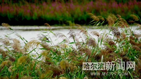 哈尔滨日报：【生态文明@湿地】“湿”意松江 绿韵冰城