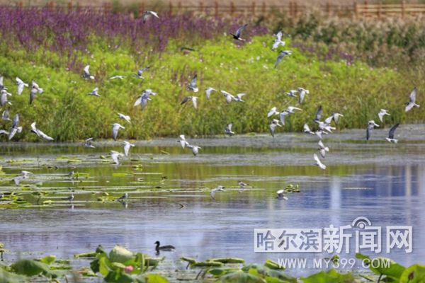 哈尔滨日报：【生态文明@湿地】“湿”意松江 绿韵冰城