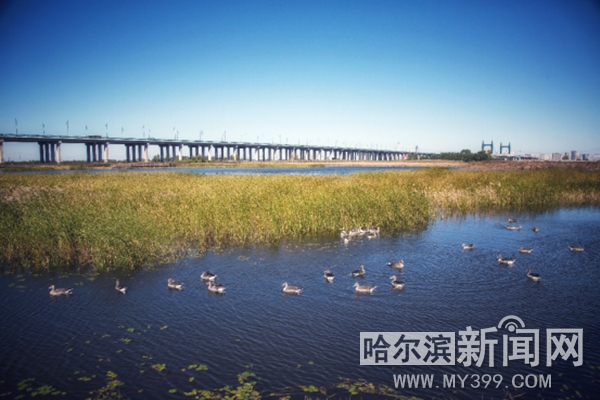 哈尔滨日报：【生态文明@湿地】“湿”意松江 绿韵冰城