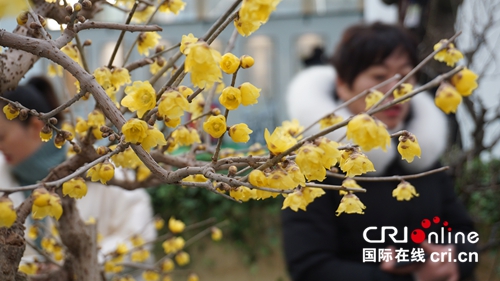 【河南原创】梅香飘四海 第九届中国·鄢陵蜡梅梅花文化节开幕