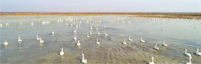 国际重要湿地沉湖或再现“候鸟蔽日”