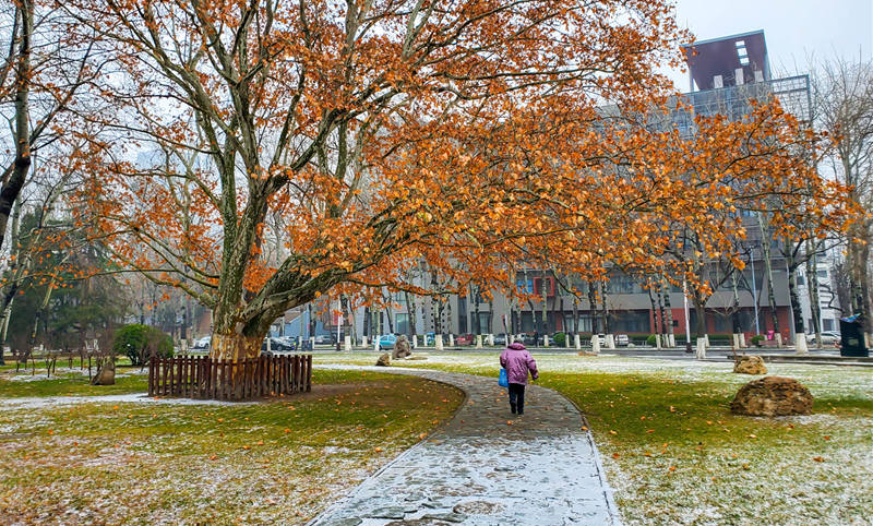 南開大學(xué) 初雪點(diǎn)綴了校園風(fēng)景（宗琪琪/攝）