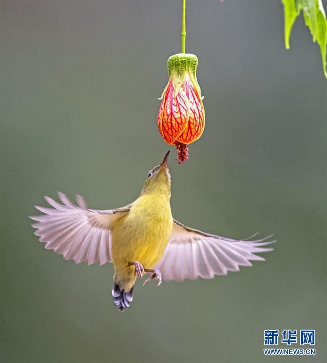 图片默认标题_fororder_fengniao2