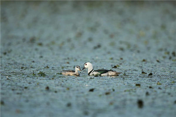 【焦点图-大图】【 移动端-焦点图】 【图说1】世界上最小的鸭类棉凫现身河南