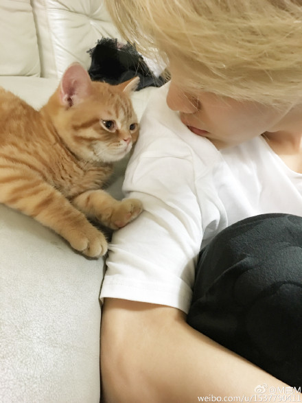 生不如猫，好想成为鹿晗身边那只猫的爪