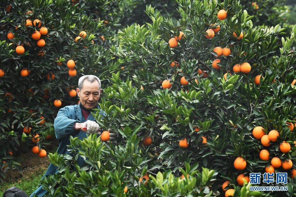 重庆：生态产业助推三峡库区高质量发展