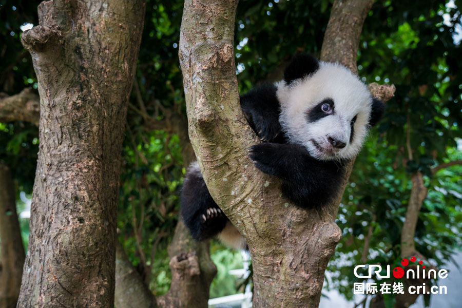 澳门大熊猫"开心家族"与市民共度新春佳节