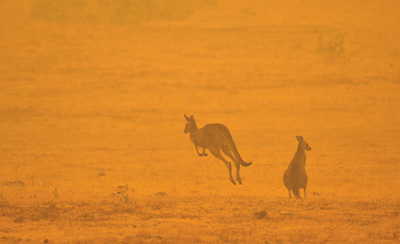 #人民日报#澳大利亚救灾机制面临林火蔓延考验