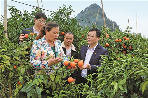 广西灵山：沃柑产业助扶贫