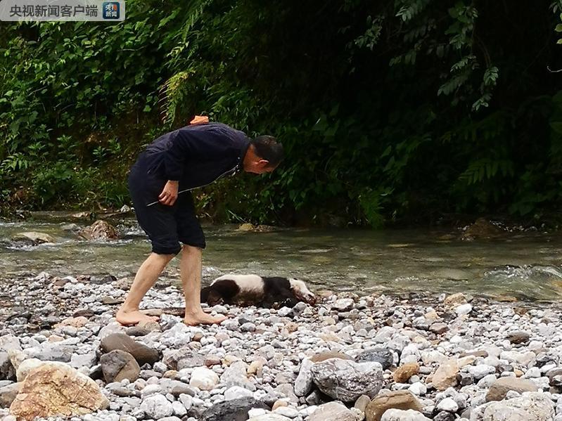 成都黑水河保护区遭受暴雨袭击 野生大熊猫幼