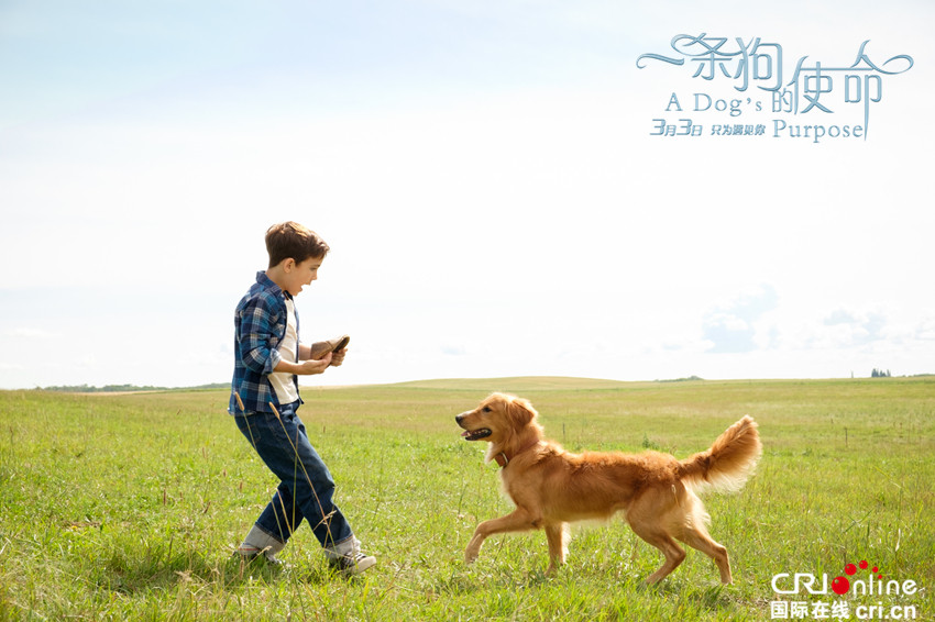 《一条狗的使命》定档3月3日 被赞"必看必爱必哭"